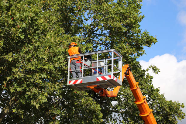Trusted Mason City, IA Tree Services Experts